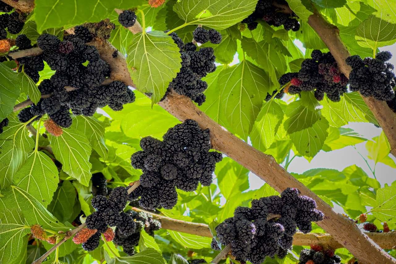 Feasibility of Intercropping in Mulberry